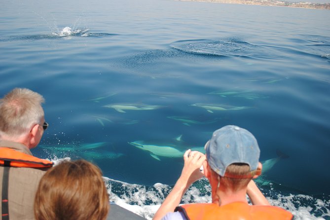 Sealife Sea Safari, Dolphin Watching with Marine Biologist's Lagos - Respecting the animals changes the experience