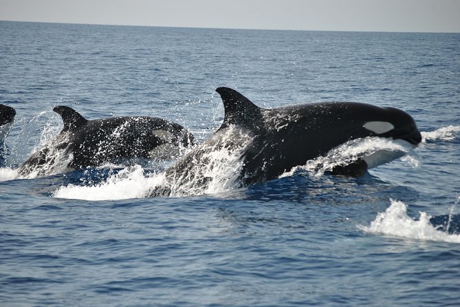 Sealife Sea Safari, Dolphin Watching with Marine Biologist's Lagos - Is $48.39 a fair price?