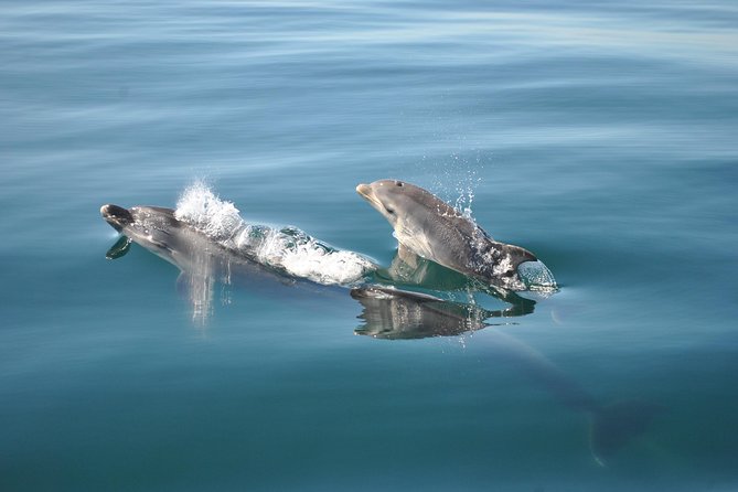 Sealife Sea Safari, Dolphin Watching with Marine Biologist's Lagos - Timing, weather, and what to bring