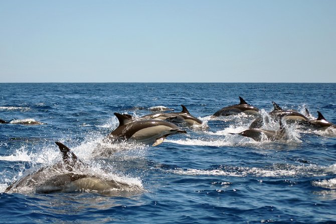 Sealife Sea Safari, Dolphin Watching with Marine Biologist's Lagos - Searching the Atlantic for dolphins