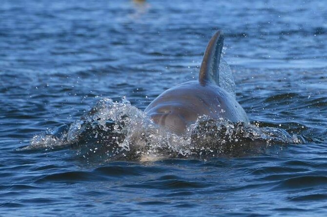 Self-Guided Kayaking Manatee and Dolphin Tour - Paddling through mangroves without a guide