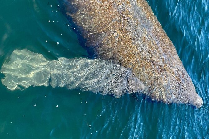 Self-Guided Kayaking Manatee and Dolphin Tour - Looking for manatees and dolphins
