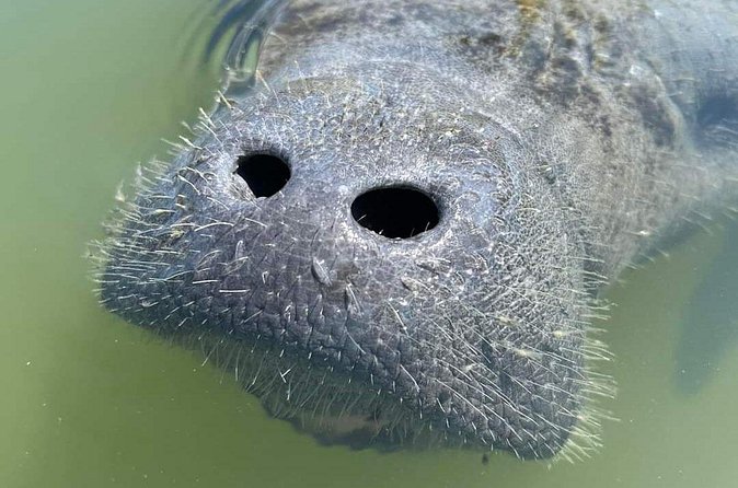Self-Guided Kayaking Manatee and Dolphin Tour - Wind, waves, and getting wet