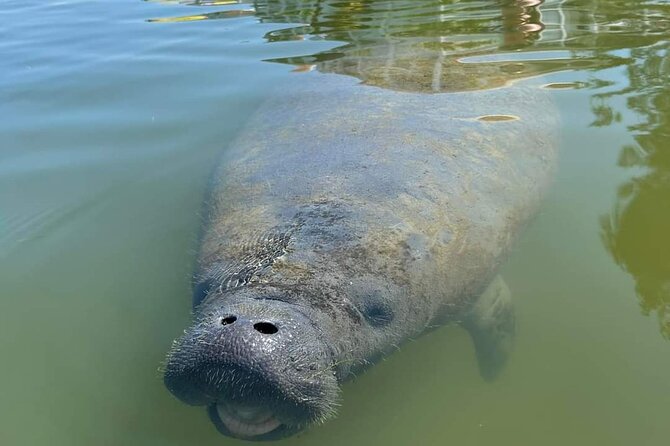 Self-Guided Kayaking Manatee and Dolphin Tour - Who should choose this self-guided format