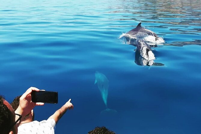 Sesimbra: Arrábida Dolphin and Whale Watching tour with biologist - Why the dolphins are worth the boat ride