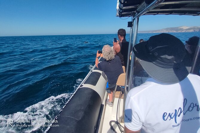 Sesimbra: Arrábida Dolphin and Whale Watching tour with biologist - Ribeira do Cavalo and the secluded-bay stop