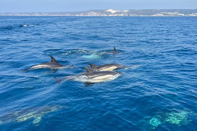 Sesimbra: Arrábida Dolphin and Whale Watching tour with biologist - What the price includes at $66.42