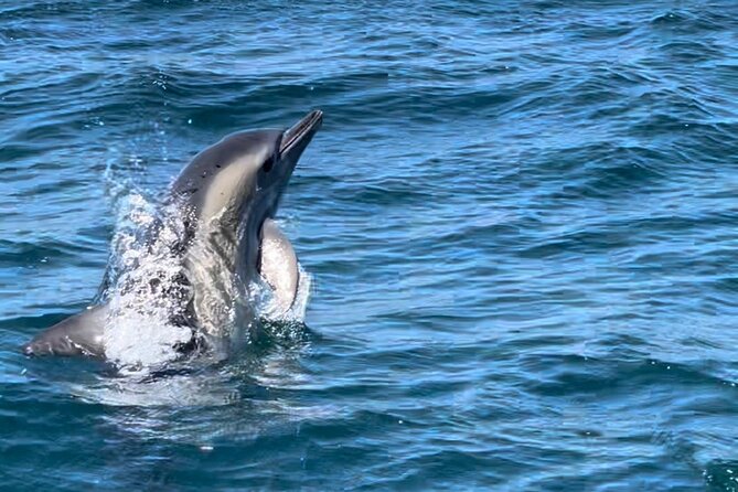 Sesimbra: Arrábida Dolphin and Whale Watching tour with biologist - Who will enjoy this most