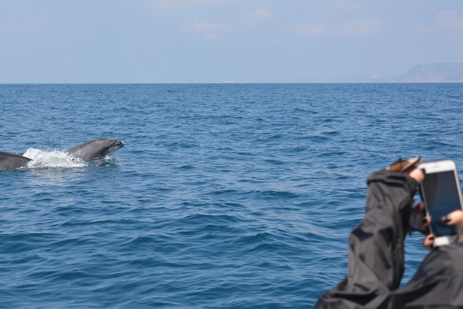 Sesimbra: Arrábida Dolphin and Whale Watching tour with biologist - Practical packing advice for the 10 a.m. departure