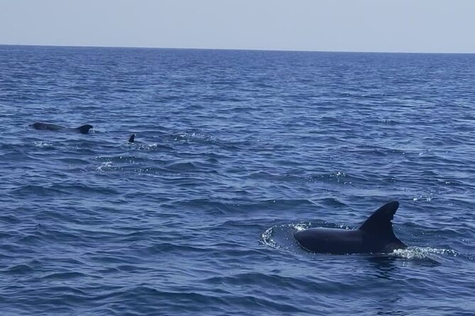 Sesimbra: Arrábida Dolphin and Whale Watching tour with biologist - The 10 a.m. safety briefing and RIB ride