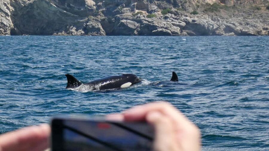 Sesimbra: Arrábida Dolphin and Whale Watching with Biologist - Key points to know before you go
