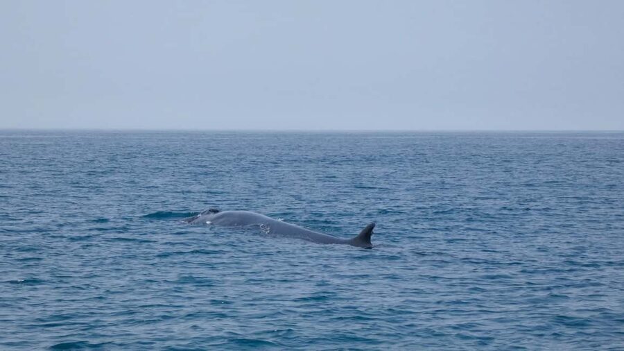 Sesimbra: Arrábida Dolphin and Whale Watching with Biologist - Practical packing and planning tips