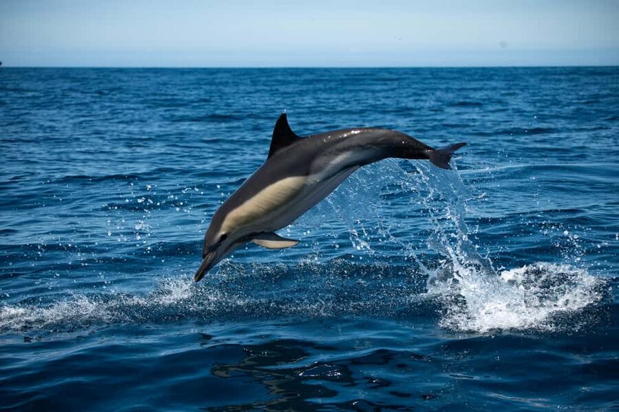 Sesimbra: Arrábida Dolphin and Whale Watching with Biologist - Why this Arrábida boat trip is different