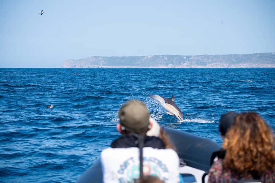 Sesimbra: Arrábida Dolphin and Whale Watching with Biologist - The first wildlife search, around 45 minutes
