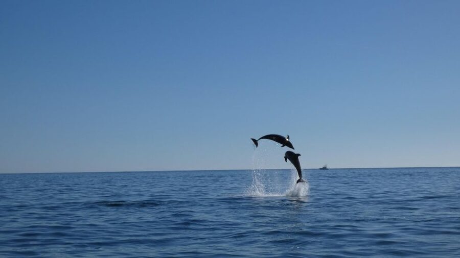 Sesimbra: Arrábida Dolphin and Whale Watching with Biologist - A second 45-minute wildlife area