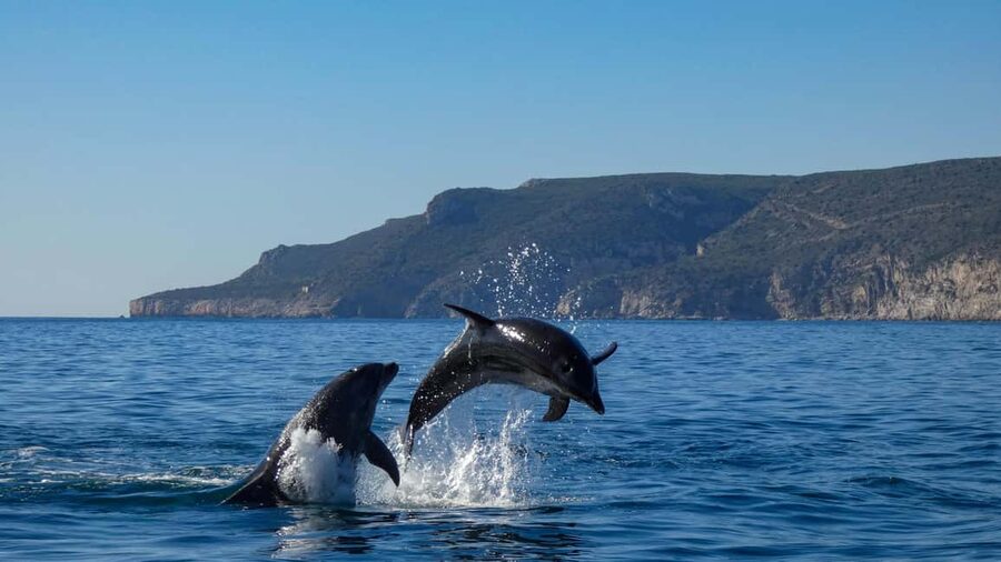 Sesimbra: Arrábida Dolphin and Whale Watching with Biologist - Praia da Mijona and the Arrábida coast