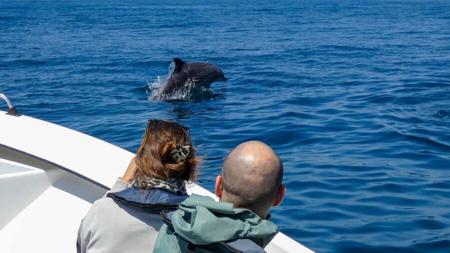 Sesimbra: Arrábida Dolphin and Whale Watching with Biologist - What the $64 price includes
