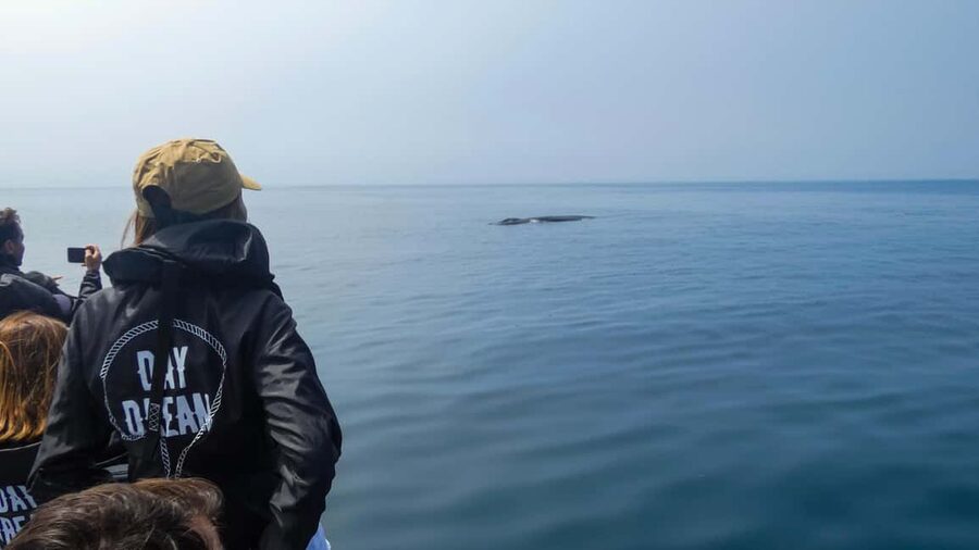 Sesimbra: Arrábida Dolphin and Whale Watching with Biologist - Meeting the crew at Sesimbra harbor