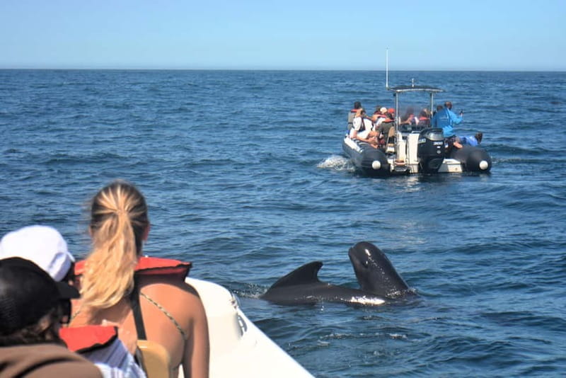 Sesimbra: Dolphin and Whales Watching with Biologist Guide - Setting out from Sesimbra Marina