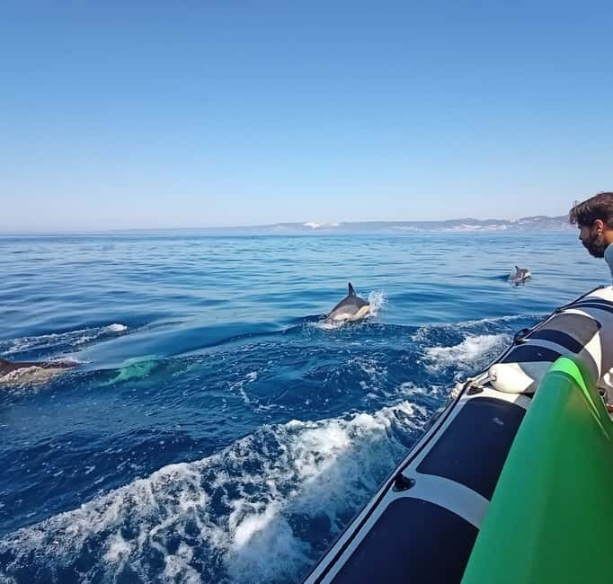Sesimbra: Dolphin and Whales Watching with Biologist Guide - Returning through Arrábida’s coves and Ribeiro do Cavalo