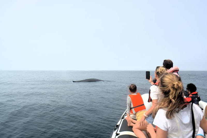 Sesimbra: Dolphin and Whales Watching with Biologist Guide - How the timing and group size affect your day