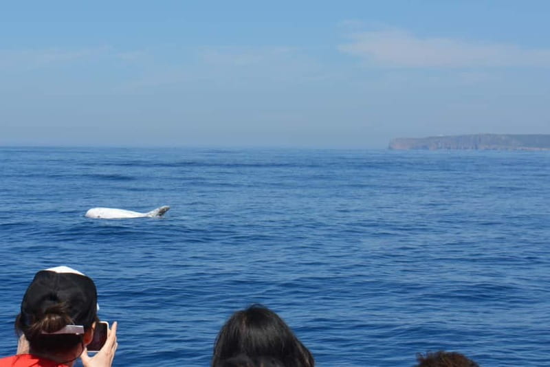 Sesimbra: Dolphin and Whales Watching with Biologist Guide - Who will enjoy this boat trip most?