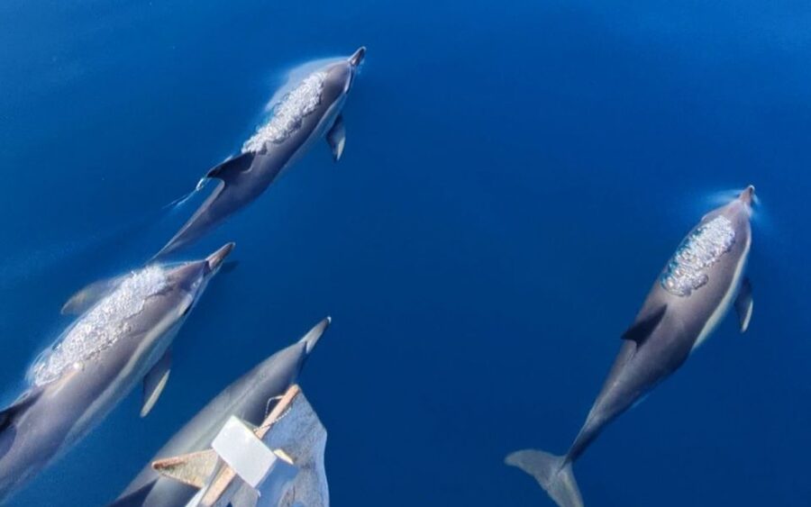 Sesimbra: Dolphin Watching with a marine biologist - Key points to know before you book
