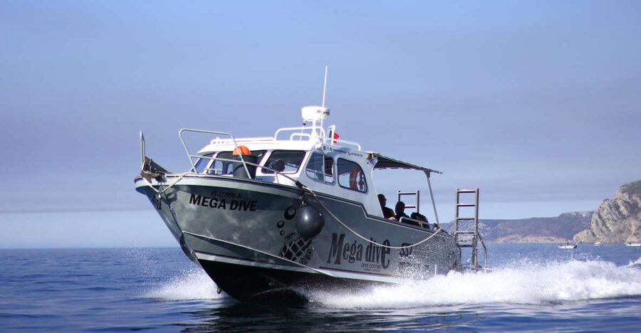 Sesimbra: Dolphin Watching with a marine biologist - The coast between dolphin searches