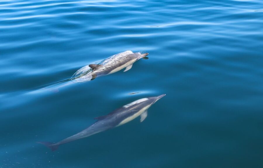 Sesimbra: Dolphin Watching with a marine biologist - A good choice for families, with a few practical limits