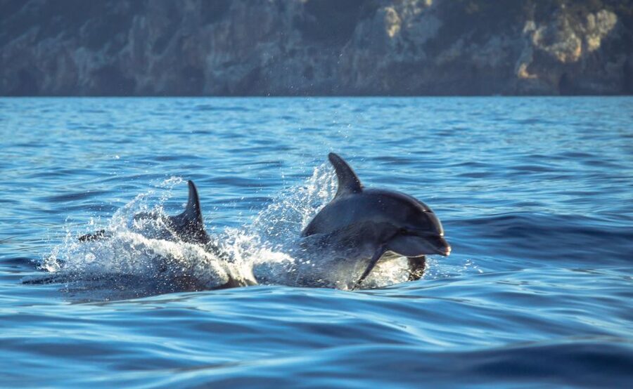 Sesimbra: Dolphin Watching with a marine biologist - Why the marine biologist matters