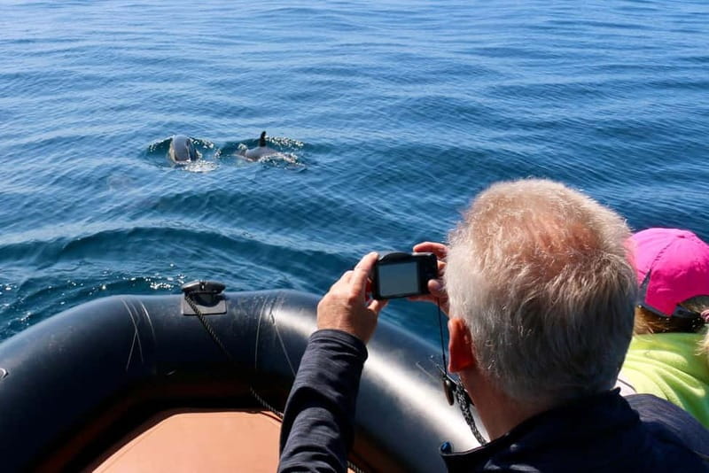Sesimbra: Dolphin watching with marine biologist - Key points at a glance