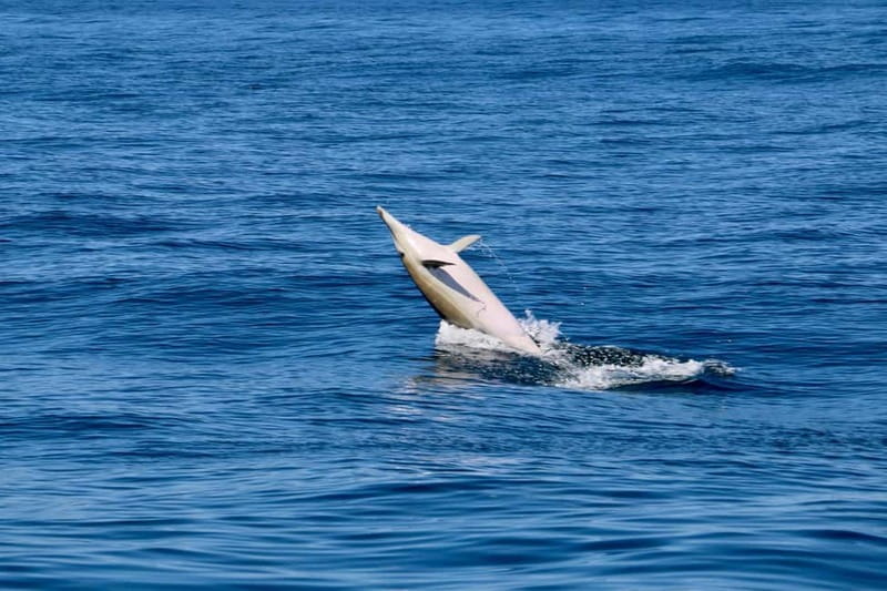 Sesimbra: Dolphin watching with marine biologist - Setting out from Sesimbra marina