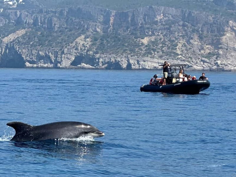Sesimbra: Dolphin watching with marine biologist - What responsible dolphin watching looks like