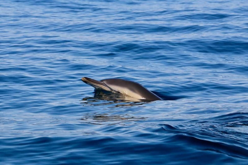 Sesimbra: Dolphin watching with marine biologist - Searching for dolphins along Arrábida