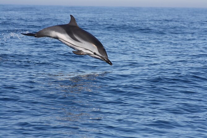 Sesimbra Observation of Dolphins with Biologist in Marine Park - Key points to know before you book