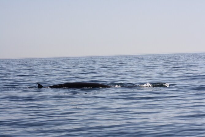 Sesimbra Observation of Dolphins with Biologist in Marine Park - Setting out from Sesimbra’s harbor