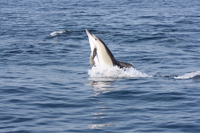 Sesimbra Observation of Dolphins with Biologist in Marine Park - Respecting animals inside a protected marine park