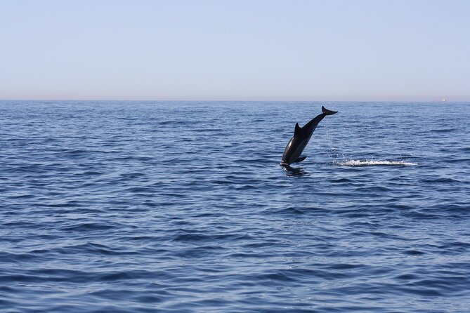 Sesimbra Observation of Dolphins with Biologist in Marine Park - What the small group changes