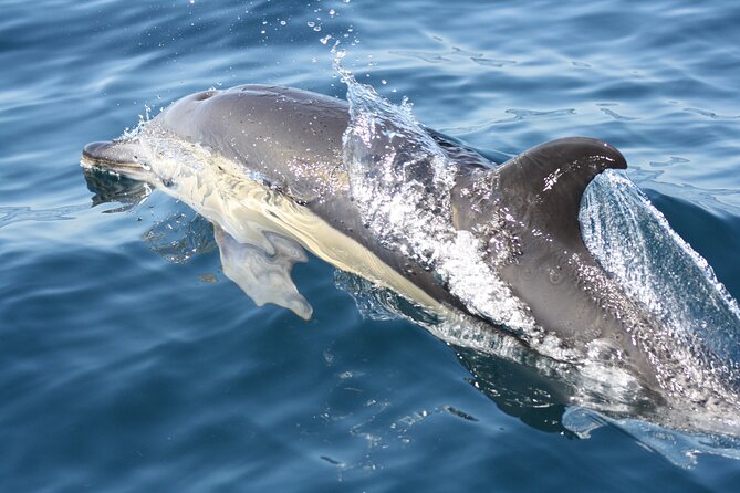 Sesimbra Observation of Dolphins with Biologist in Marine Park - How much value do you get for $60.08?