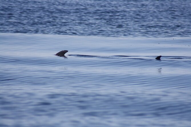 Sesimbra Observation of Dolphins with Biologist in Marine Park - Who will enjoy this morning at sea?