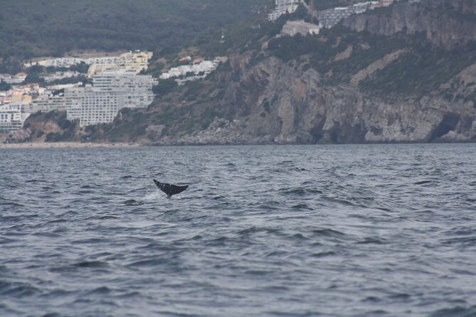 Sesimbra Observation of Dolphins with Biologist in Marine Park - Timing, weather, and cancellation details