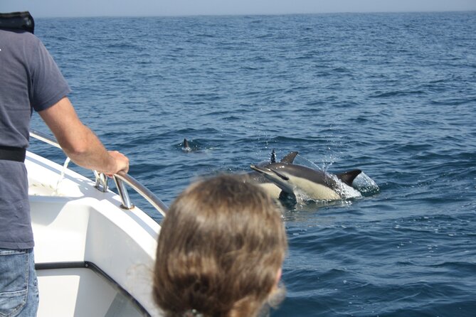 Sesimbra Observation of Dolphins with Biologist in Marine Park - Searching for bottlenose and common dolphins