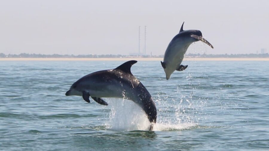 Setúbal and Tróia: Dolphin Watching and Arrábida Bays - Forts, a convent, and the stories between them