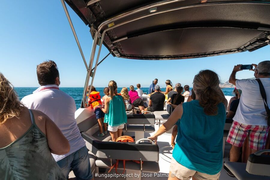 Setúbal: Dolphin Watching Boat Tour - Should you book the Setúbal dolphin tour?