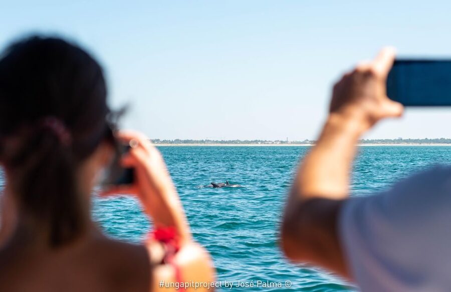 Setúbal: Dolphin Watching Boat Tour - Setúbal Bay, where dolphins live all year