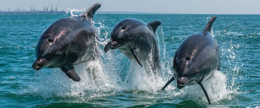 Setúbal: Dolphin Watching Boat Tour - Searching for dolphins in Arrábida Natural Park
