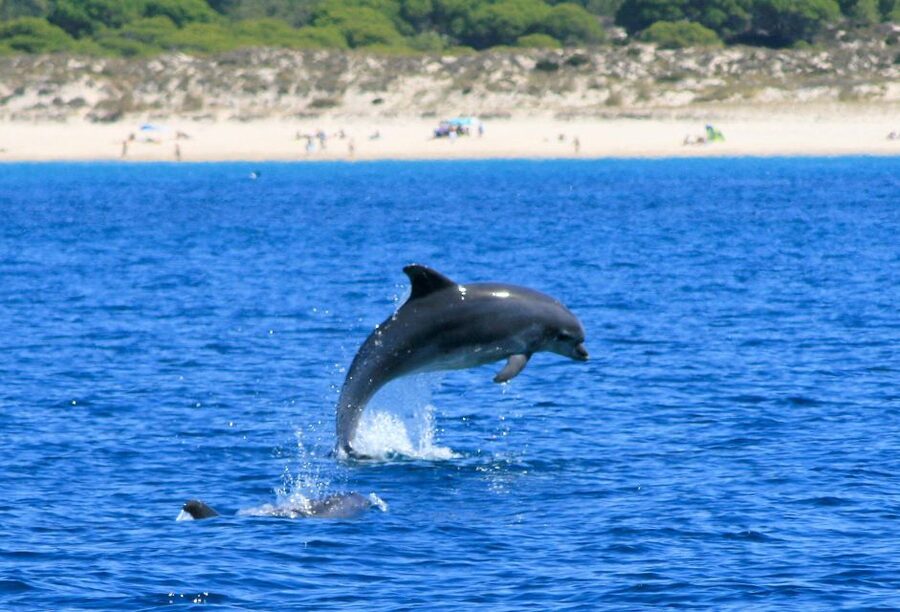 Setúbal: Dolphin Watching Boat Tour - Comfort, temperature, and accessibility