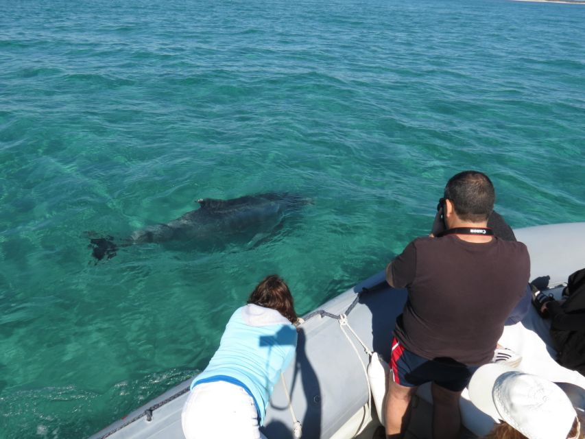 Setúbal: Dolphin Watching Boat Tour - Is $53 a fair price?