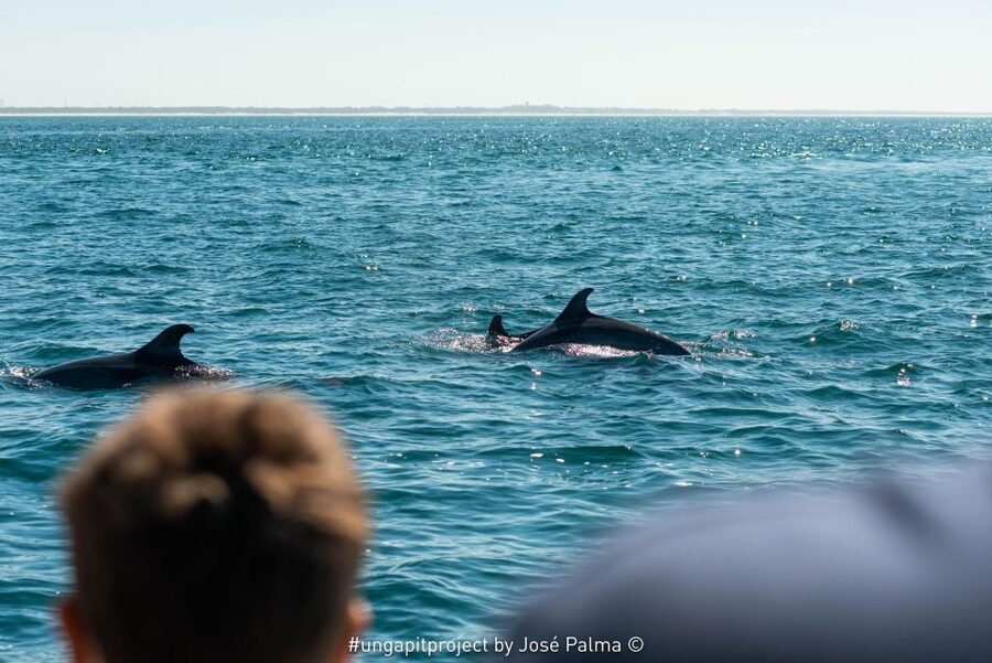 Setúbal: Dolphin Watching Boat Tour - What can go wrong?