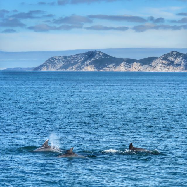 Setúbal: Dolphin Watching Tour - Setting out from Setúbal’s fishing harbour